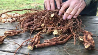 Fallopia Multiflora contro la perdita dei capelli