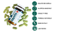 Pasulin Capelli - Integratore Naturale